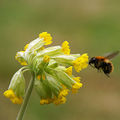 Miniatura wersji z 18:31, 9 maj 2007