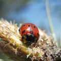 Miniatura wersji z 19:49, 9 maj 2007
