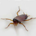 Miniatura wersji z 19:49, 9 maj 2007